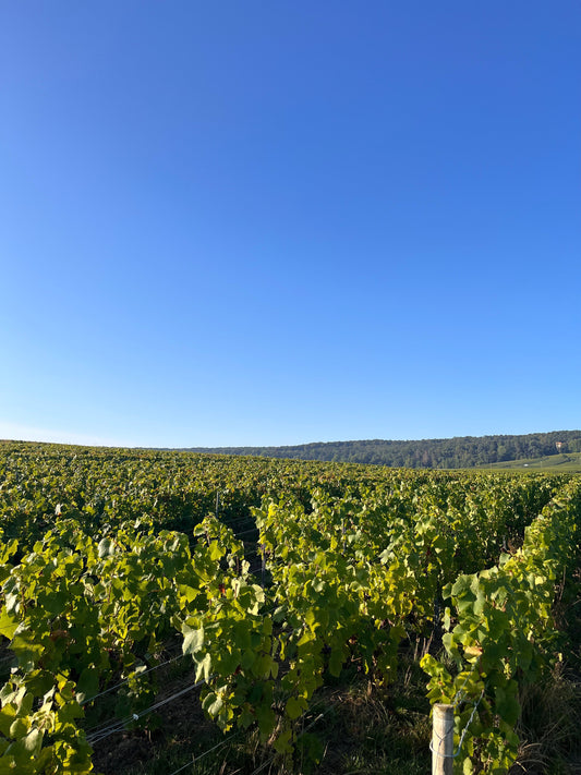 Champagne Herbert Didier vous ouvre ses portes !
